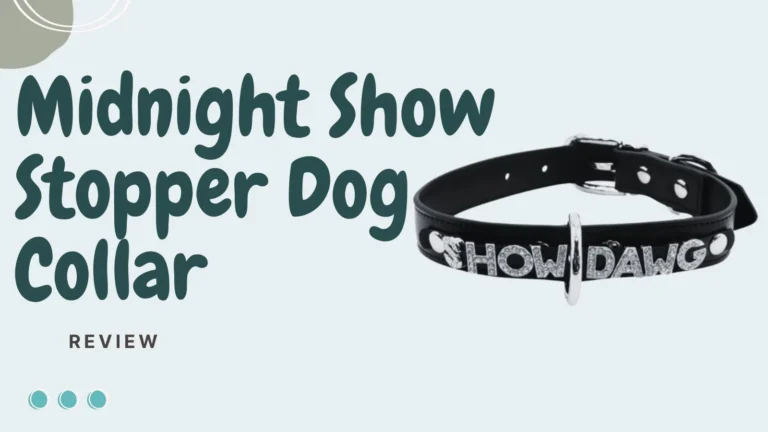 Midnight Show Stopper Dog Collar